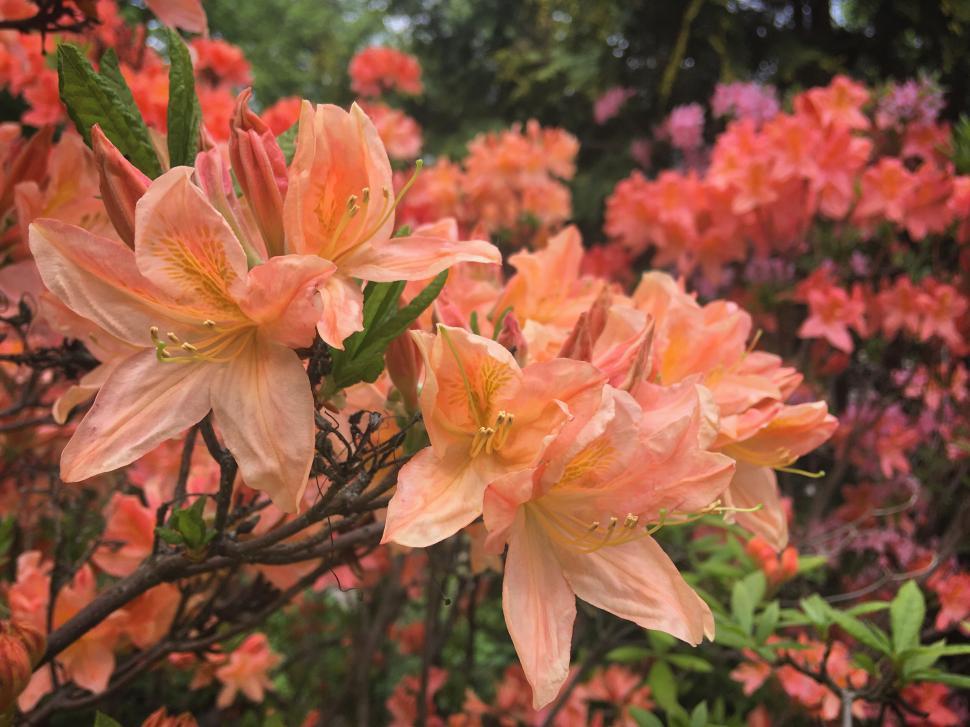 Free Image of Close-up of vibrant orange flowers blooming in garden 