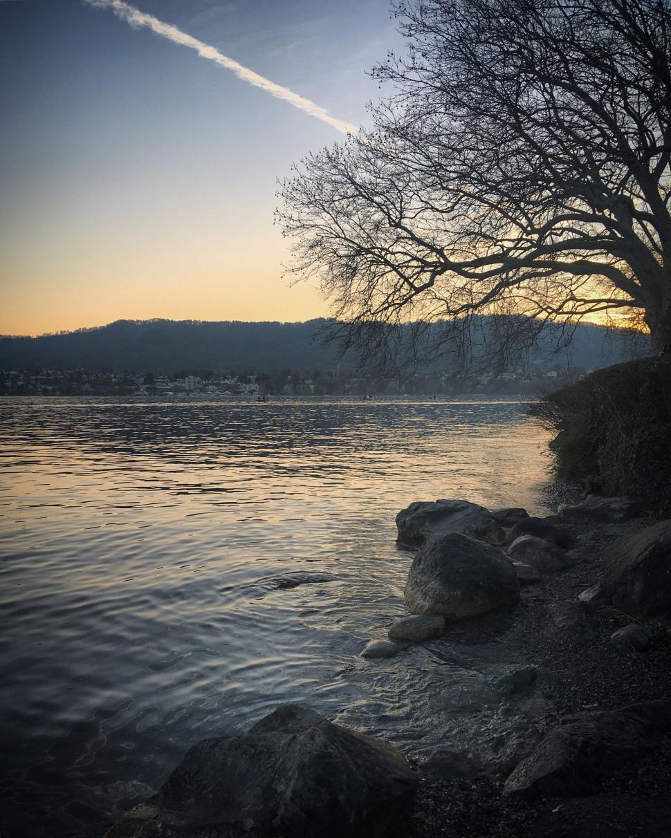 Free Image of Calm coastline at sunset under a bare overhanging tree. 