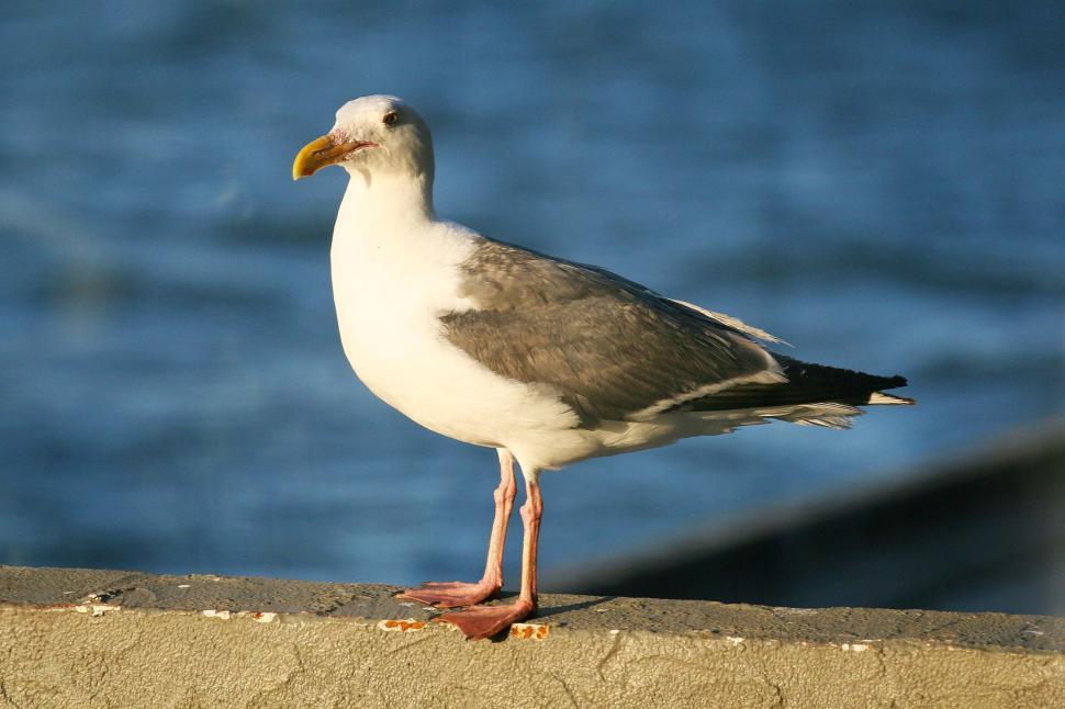 Free Image of Great, another seagull 
