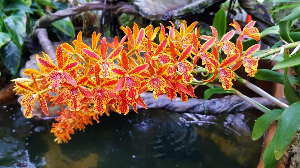 Free Image of Renanthera Monachica Orchid 