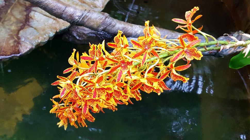 Free Image of Colorful Flowers of Orchid 