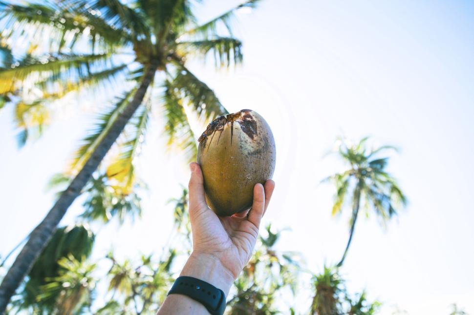 Free Image of Hand holding coconut with tropical palm trees in background 