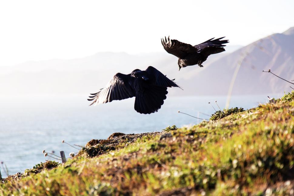 Free Image of Two majestic black birds in flight near coastal cliff 