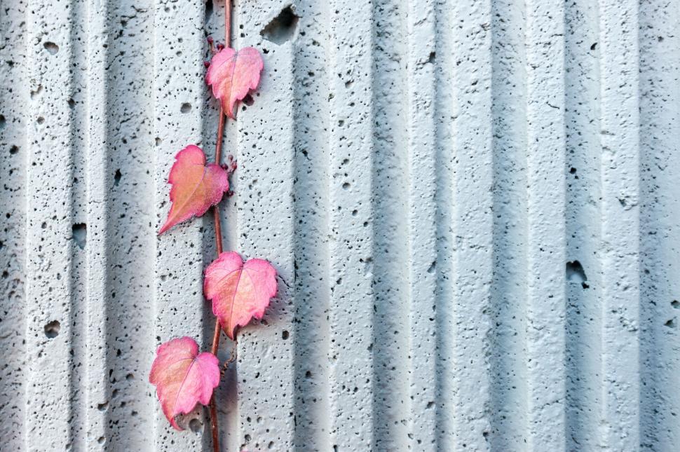 Free Image of Pink leaves climbing up a textured concrete wall 