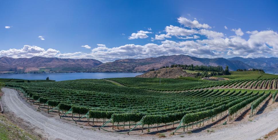Free Image of Vast green vineyard by lake under bright blue sky 