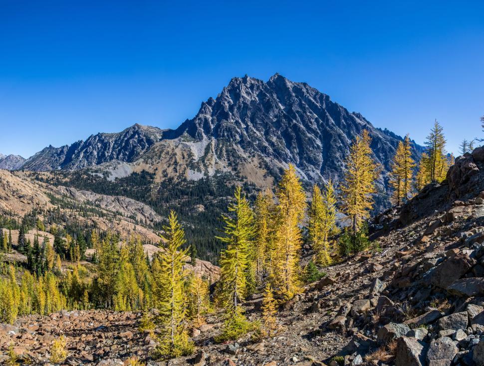 Free Image of Golden larch trees with rugged rocky mountain backdrop 