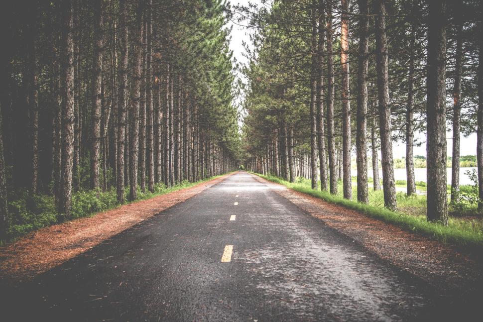 Free Image of Long road lined with tall pine trees on each side. 