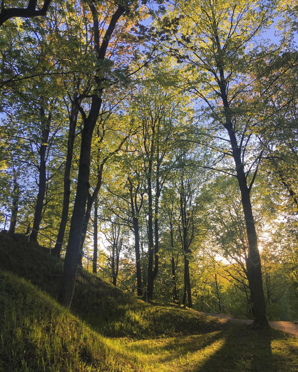 Free Image of Sunlight filtering through vibrant green forest trees 