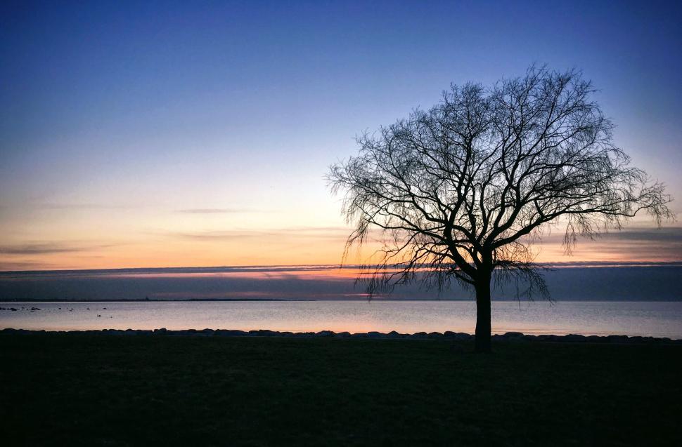 Free Image of Silhouette of a tree against a twilight sky over water. 
