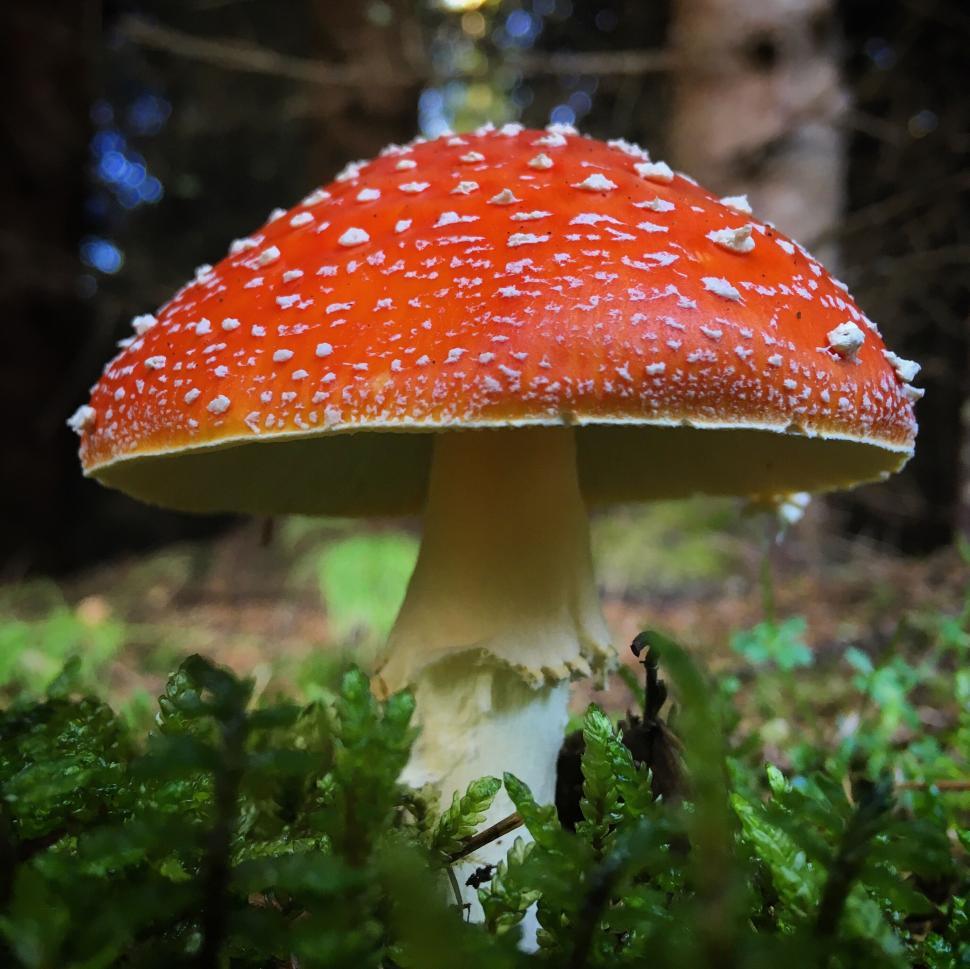 Free Image of Close-up of red toadstool mushroom on forest floor 