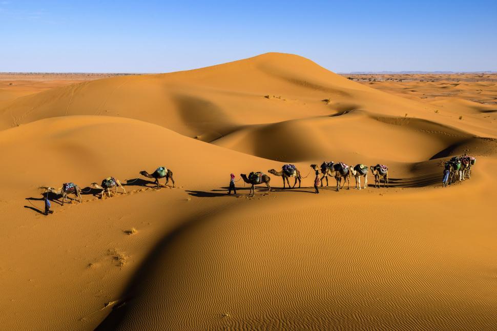 Free Image of Camel caravan traversing sunlit sandy desert dunes 