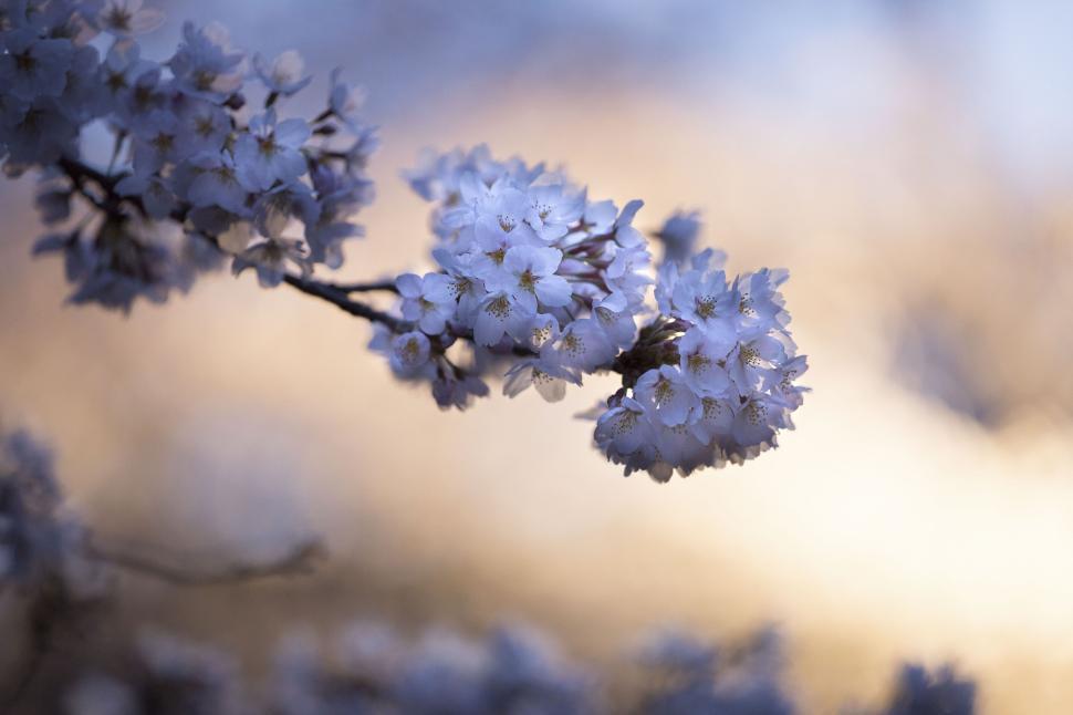 Free Image of Close-up of cherry blossom flowers at sunset background. 