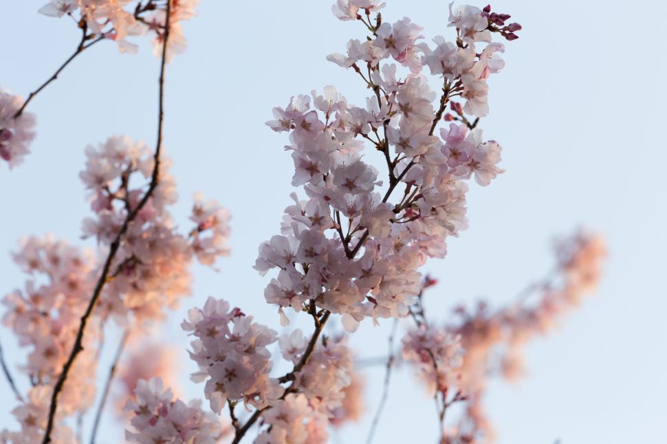 Free Image of Cherry blossoms against a clear blue sky in springtime. 