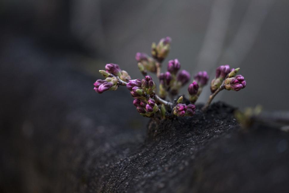 Free Image of Pink buds sprouting from a crack in a dark surface 