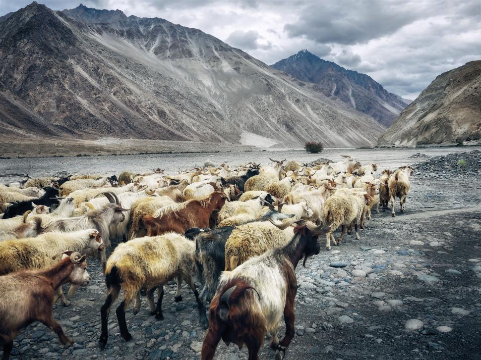 Free Image of Herd of goats trekking through a barren rocky landscape. 