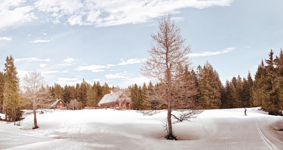 Free Image of Snowy field with isolated trees and skier in background view. 