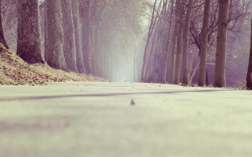 Free Image of Serene foggy path with towering trees on either side. 