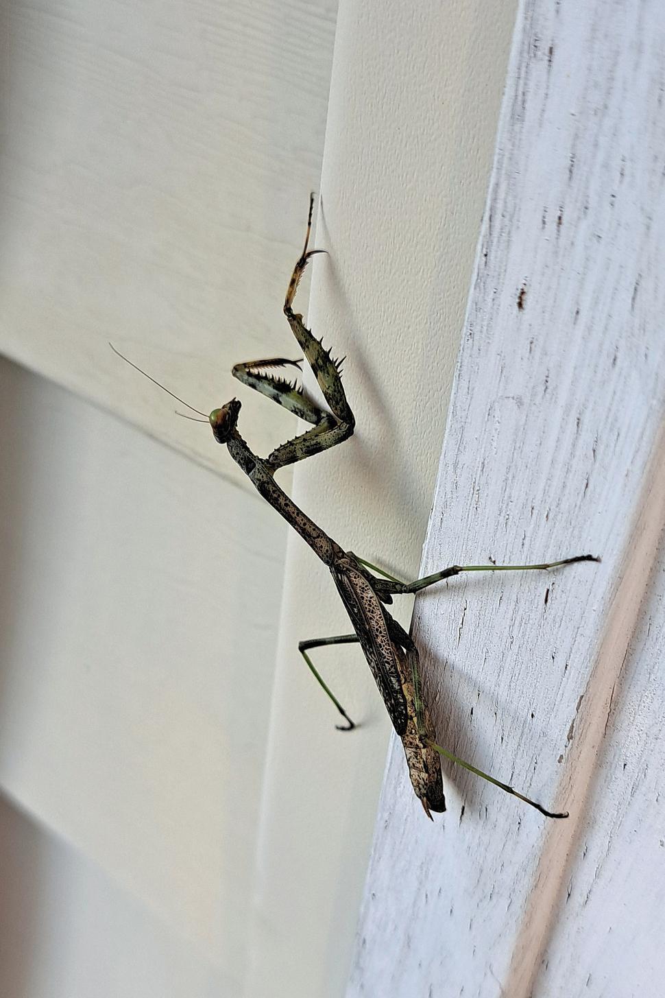 Free Image of Carolina Mantis 