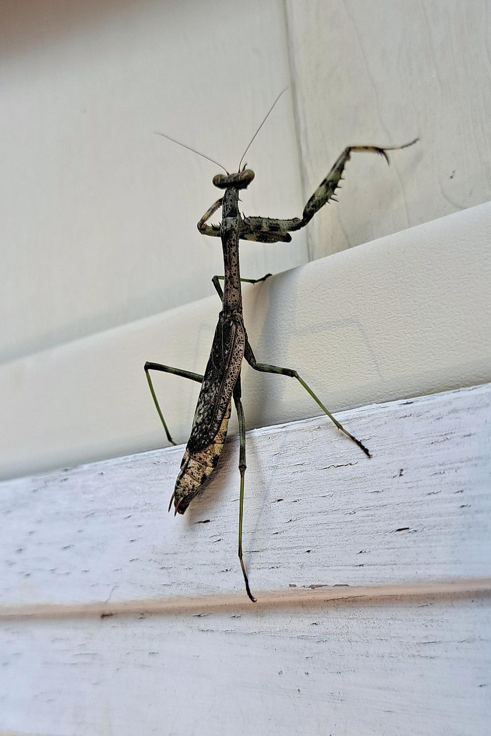 Free Image of Carolina Mantis 