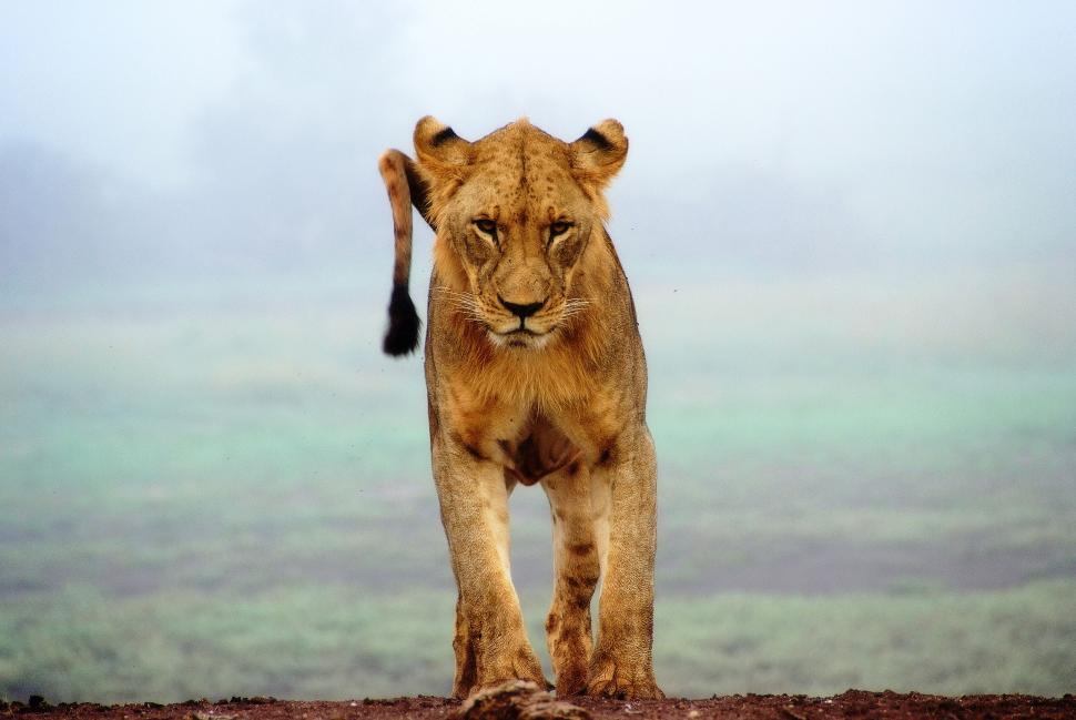 Free Image of Determined lion walks across misty savannah terrain 