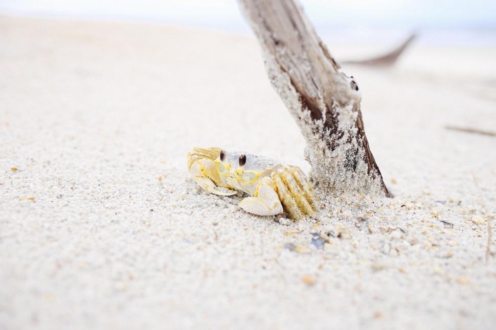 Free Image of Close-up view of a crab on sandy beach near driftwood 