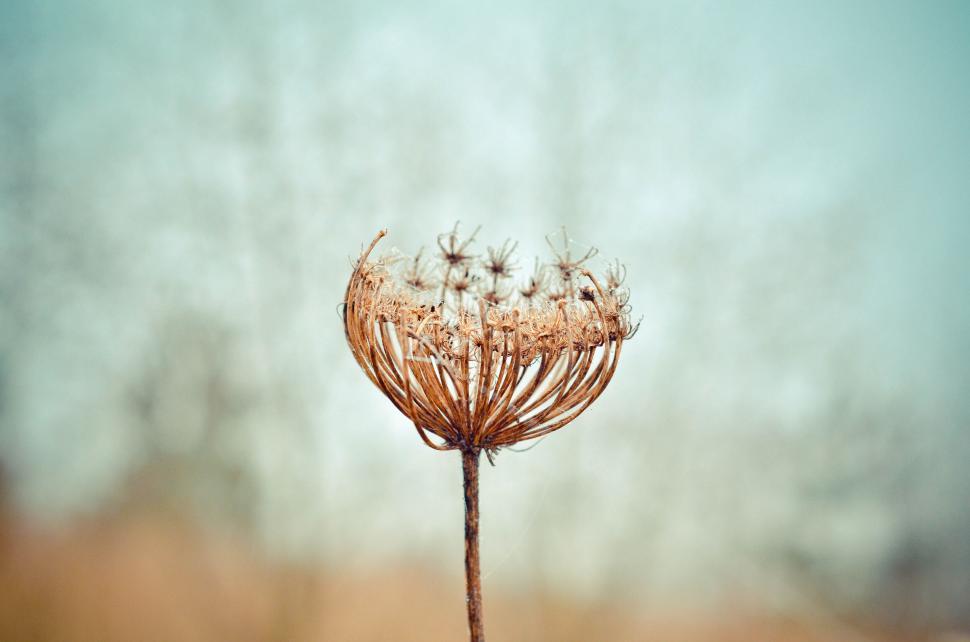 Free Image of Close-up of dried flower with blurred background 