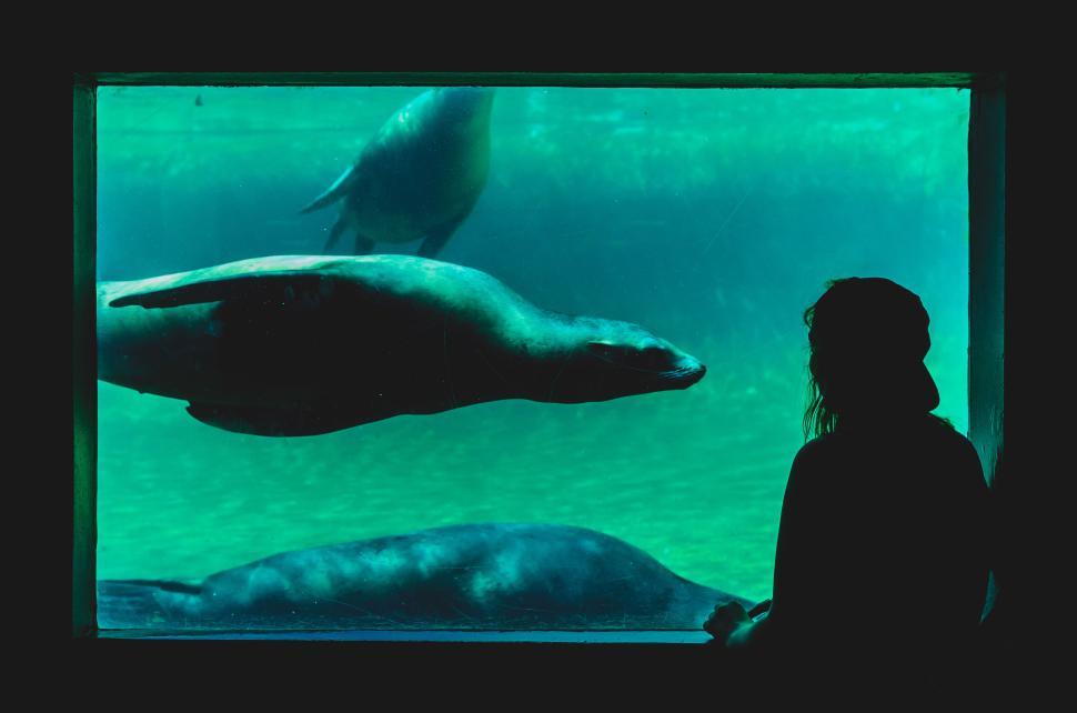 Free Image of Silhouette of a person observing sea lions in an aquarium. 
