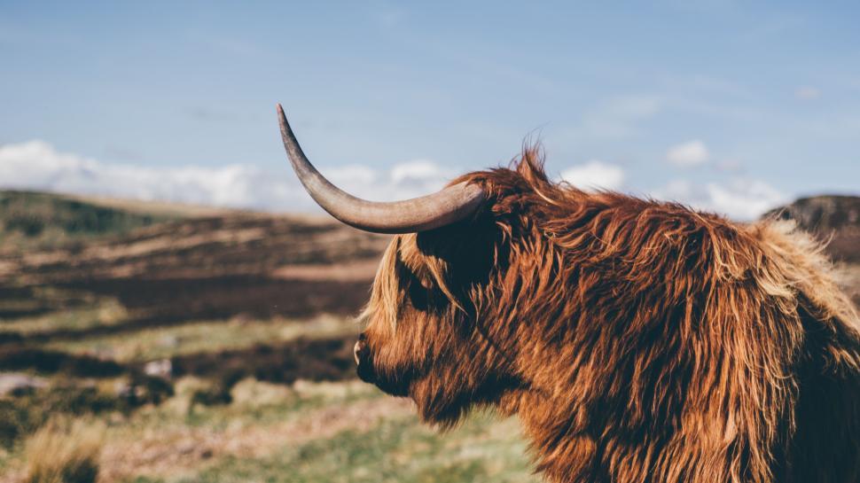 Free Image of Highland cattle looking to the distance in a field. 
