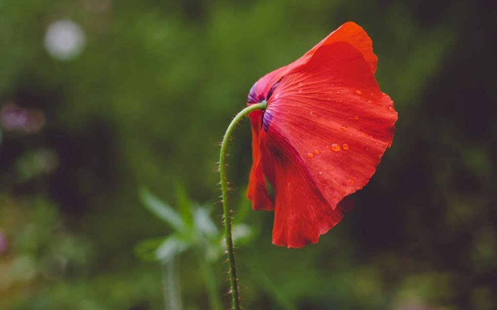 Free Image of Single red poppy flower standing tall in green meadow. 