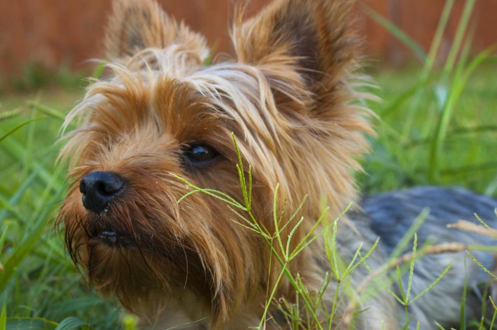 Free Image of Yorkshire Terrier lying in grassy area looking alert. 