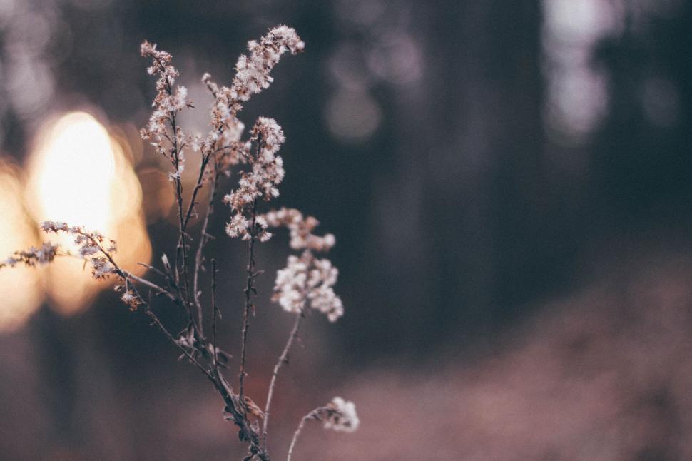 Free Image of Dried wildflowers against a blurred natural backdrop 