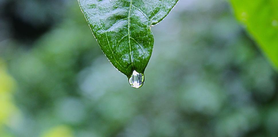 Free Image of Macro shot of dew drop hanging from green leaf tip 