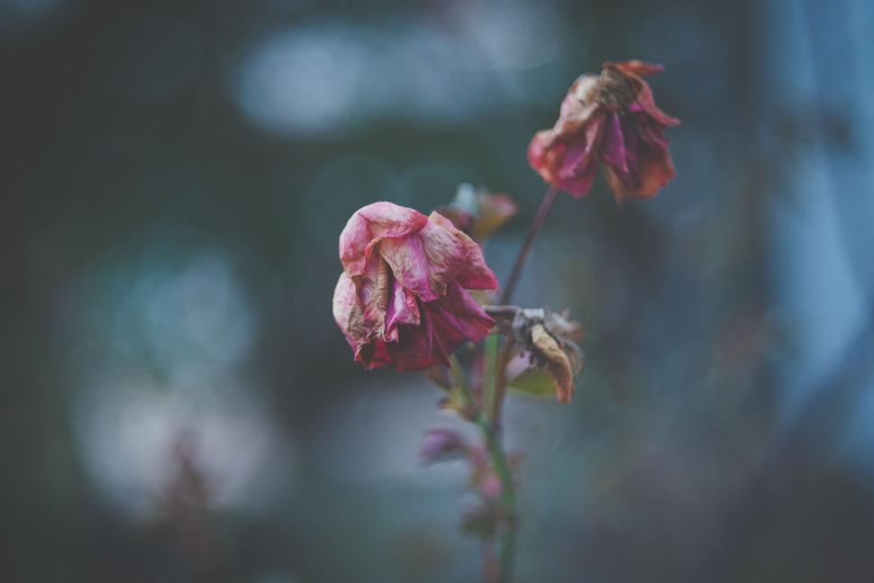 Free Image of Withered flowers in late autumn garden in soft focus. 
