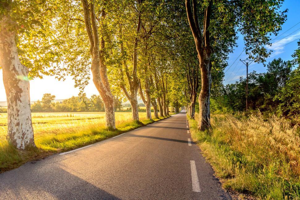 Free Image of Sunlit country road flanked by lush green trees in summer. 