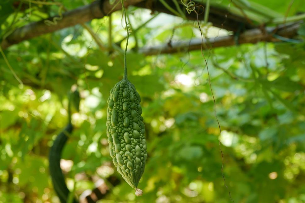 Free Image of Home Grown Indian Bitter Melon 