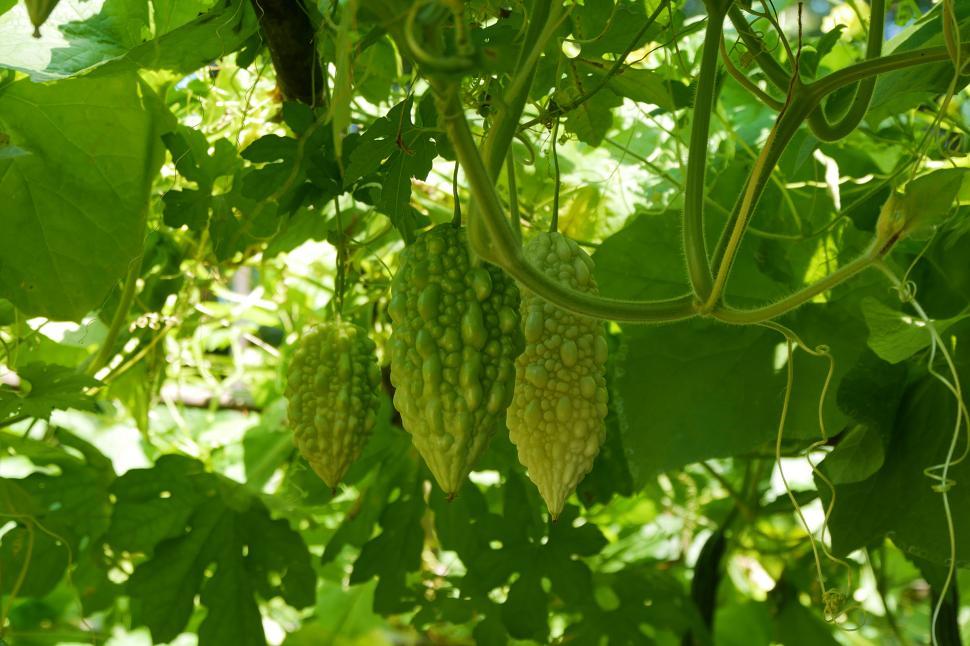 Free Image of Bitter Melon On The Vine 