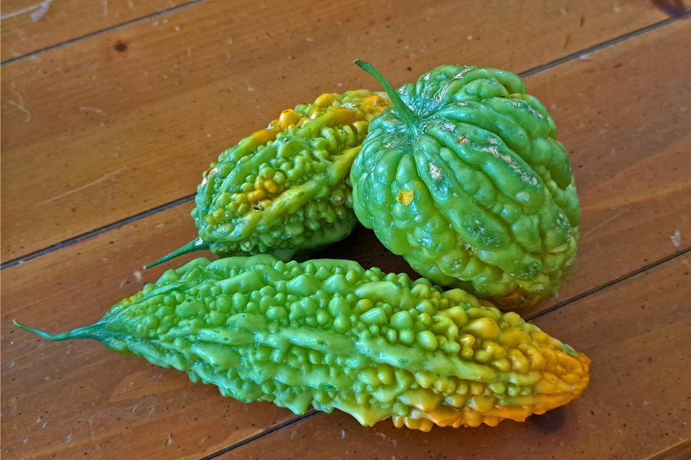 Free Image of Home Grown Indian Bitter Melon 