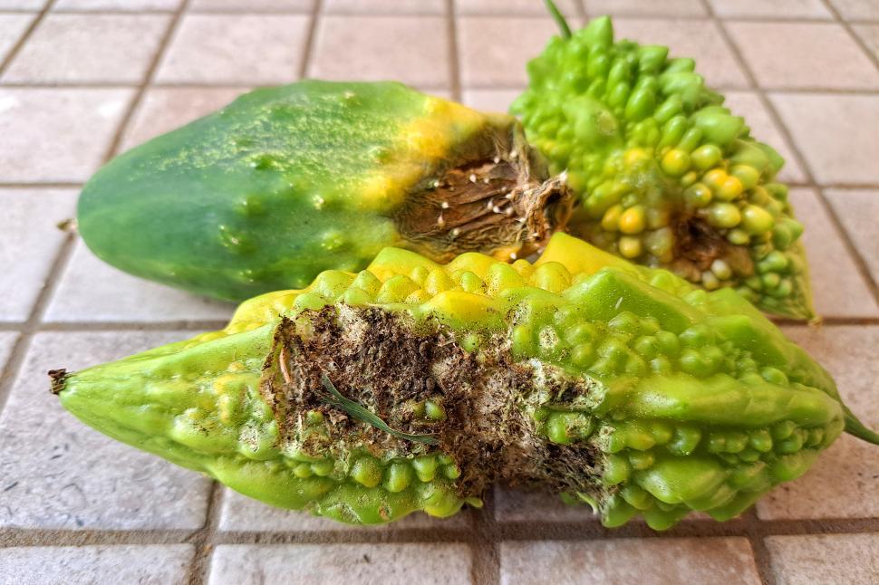 Free Image of Rotting Bitter Melon 