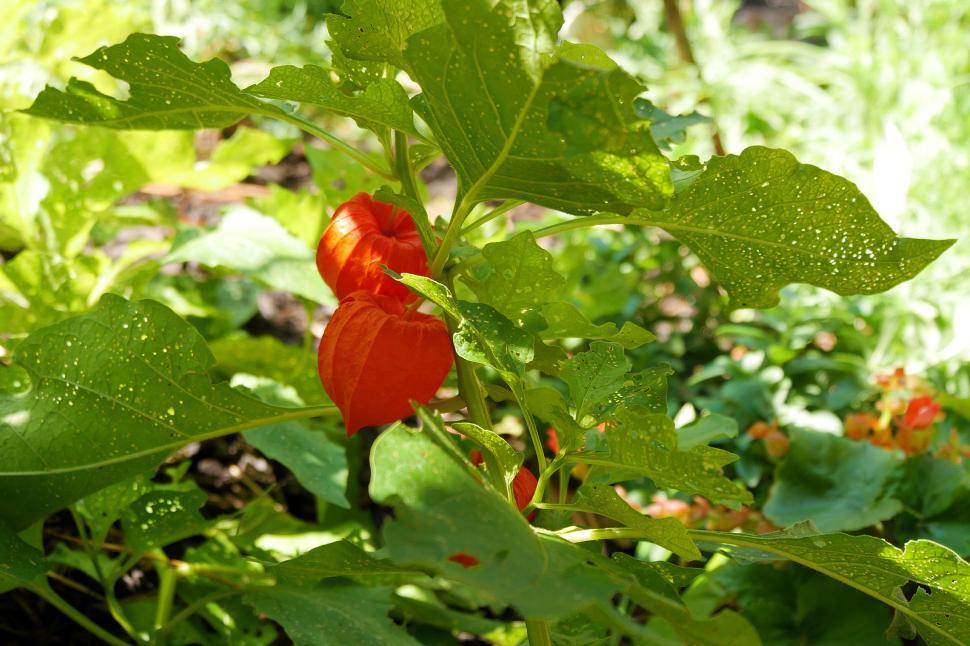 Free Image of Chinese Lantern Plant Fruit 