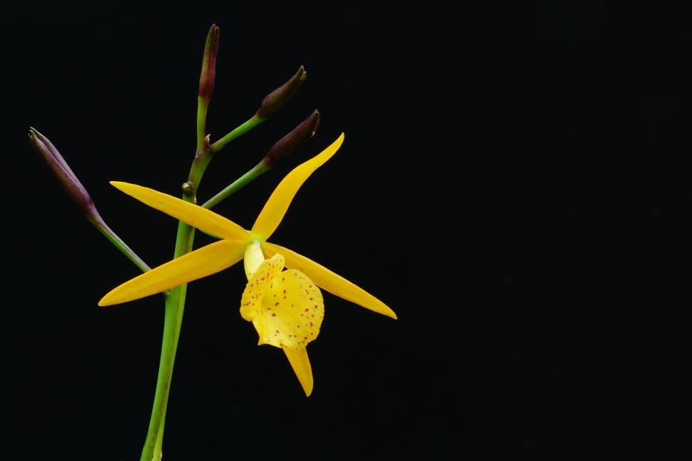 Free Image of Yellow Flower Cattleya Orchid Bloom 