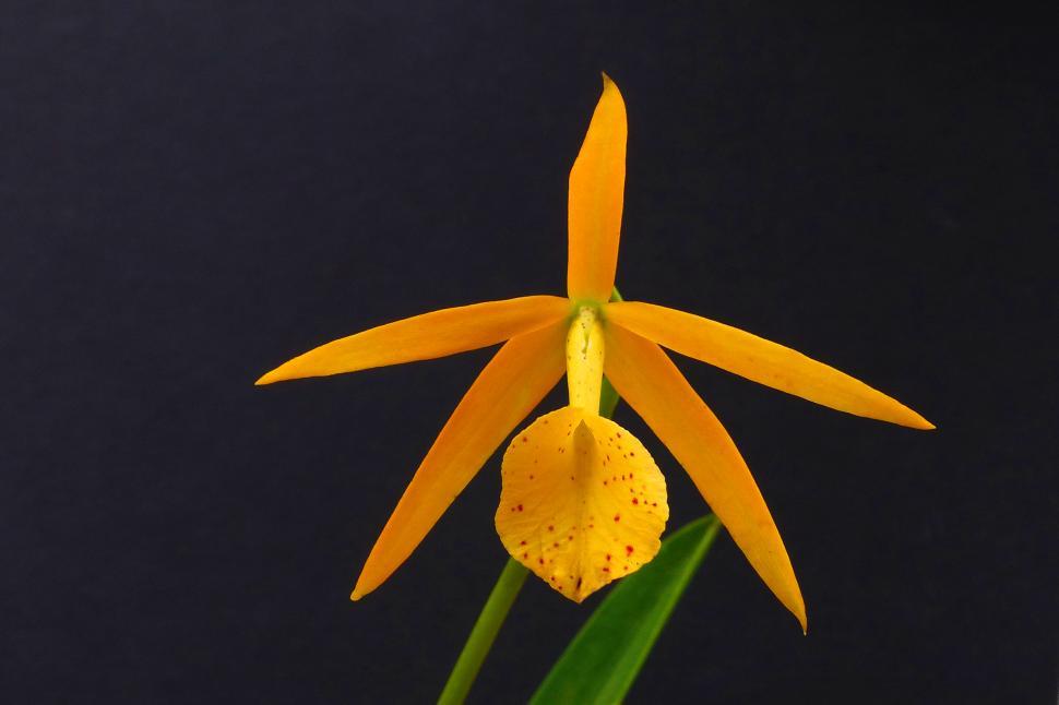 Free Image of Cattleya Orchid Yellow Bloom 