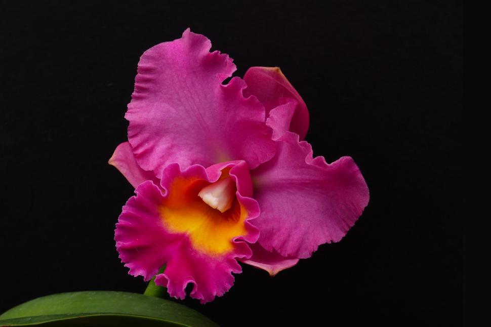 Free Image of Pink Orchid Cattleya Hybrid Bloom 