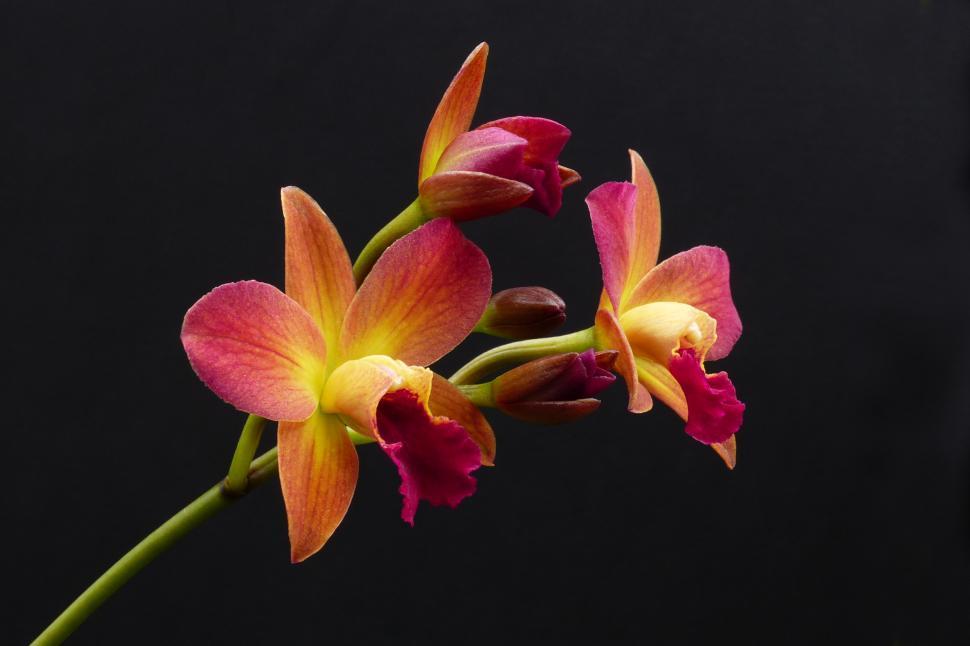 Free Image of Cattleya Orchid Blooms 