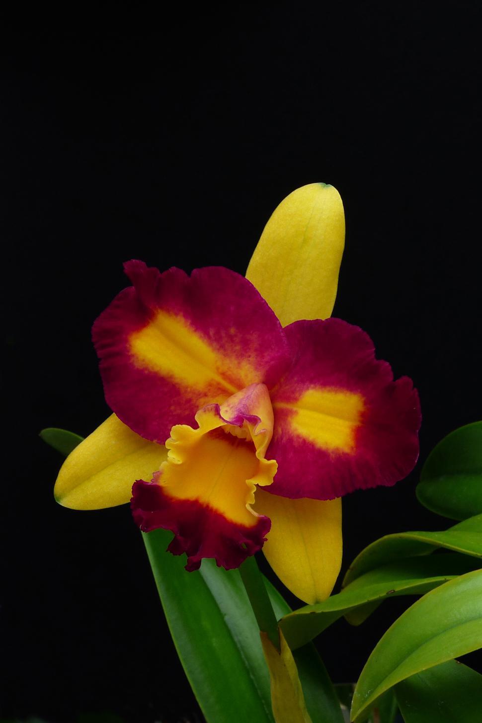 Free Image of Yellow Red Flower Cattleya Orchid Bloom 