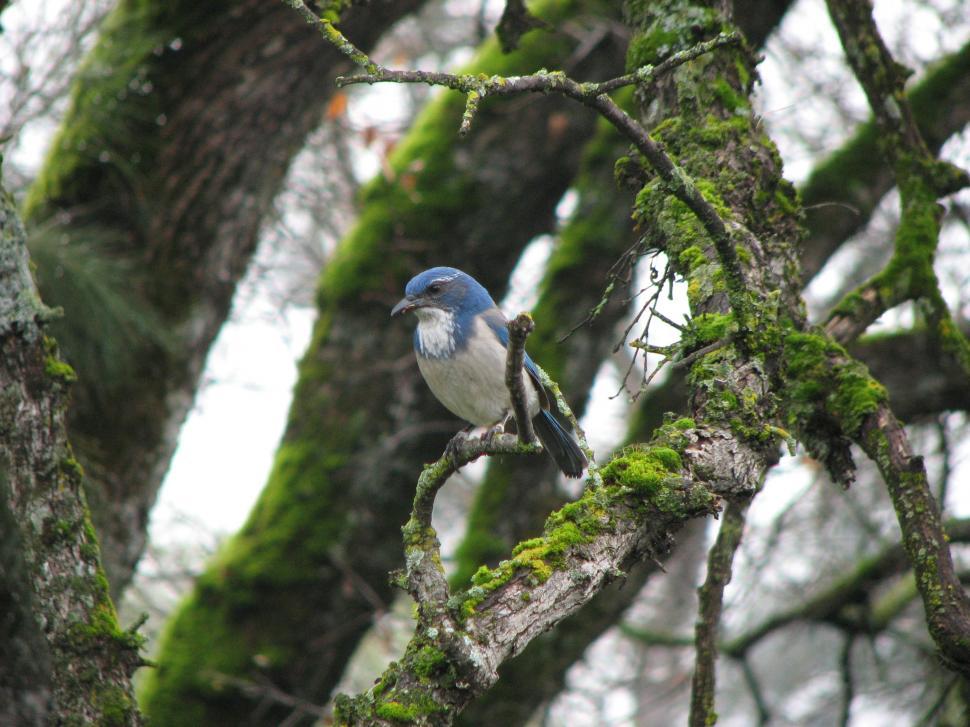 Free Image of Scrub Jay 