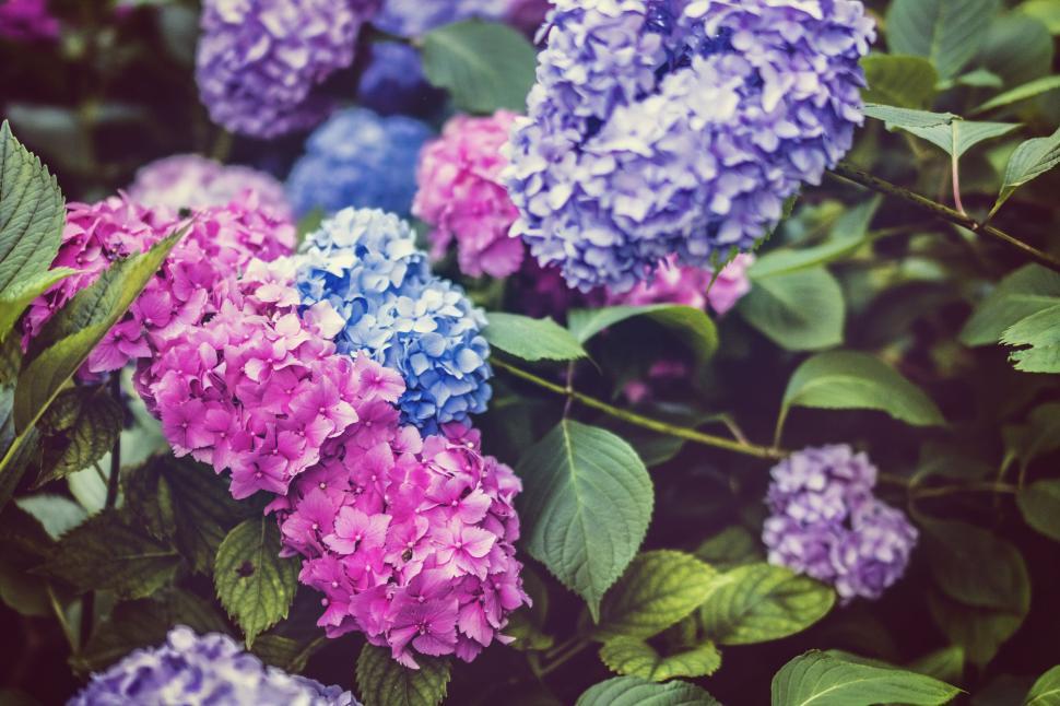 Free Image of Vibrant blooming hydrangeas in a lush green garden 