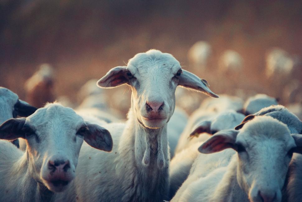 Free Image of A lone sheep among a flock facing the camera directly 