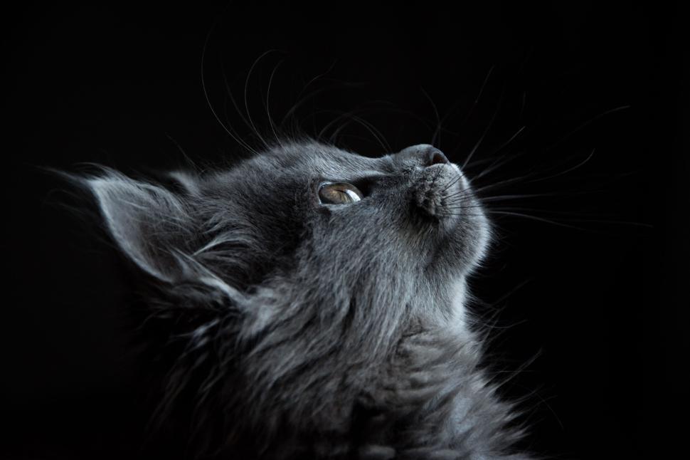 Free Image of Close-up of a grey kitten gazing upwards in dark setting 