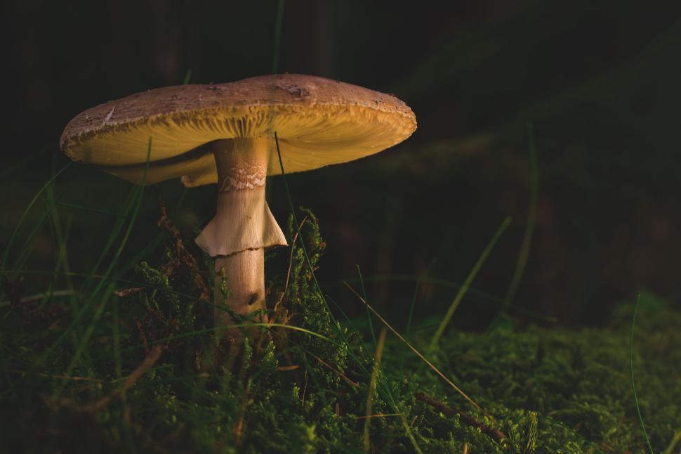 Free Image of Mushroom in the forest with moss and subdued light 