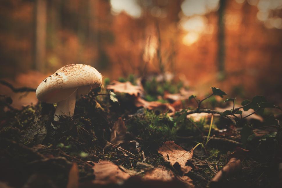 Free Image of Single mushroom growing among fallen leaves in forest 